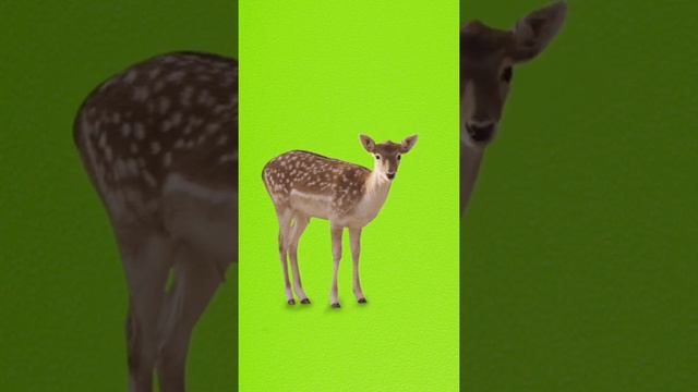 Футаж Пятнистый олень на зелёном фоне - хромакей смотреть онлайн