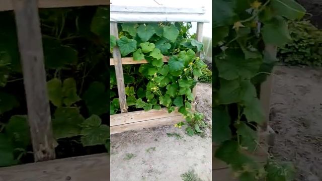 Автополив помидор и огурцов в бюджетном варианте своими руками. смотреть онлайн