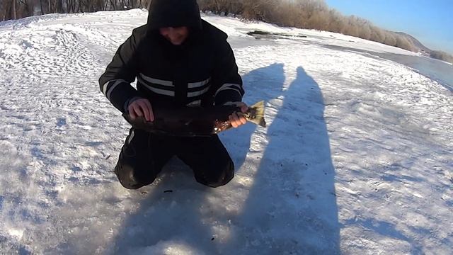 Зимний кижуч на реке Авача смотреть онлайн