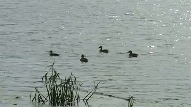 Затопленную баржу поднимут за счет городского бюджета смотреть онлайн