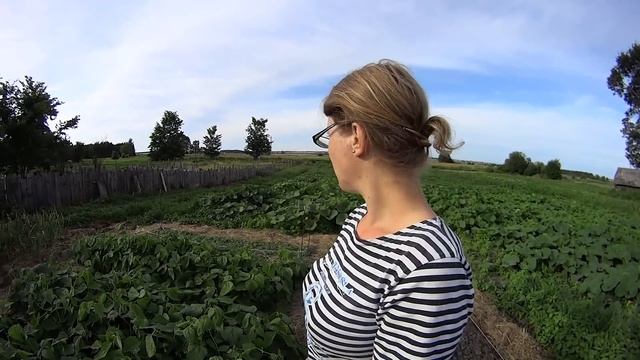 Лето в деревне // Огород // Кормление свиней // Обезрожили телят // Семья Лях смотреть онлайн