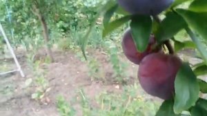 Слива диплоидная сорт ранний Голубая Кармен(plum Blue Carmen)