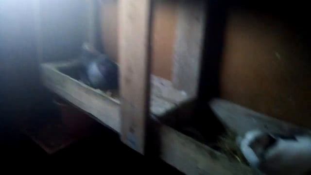 Новая летка в голубятне и изменение. 28.03.2020 смотреть онлайн