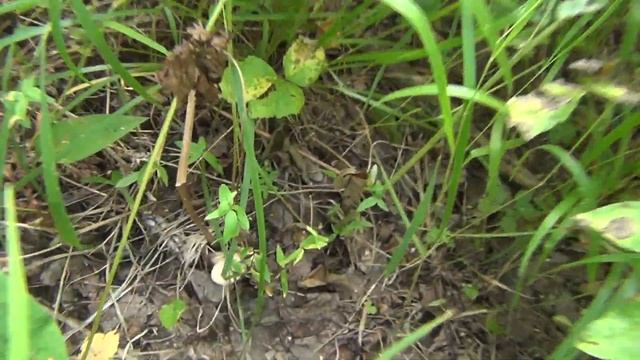 Как Быстро определить гриб Грибы для Грибников Охота Рыбалка Таежный Лесные Бушкрафт Поход Тайга Ле смотреть онлайн