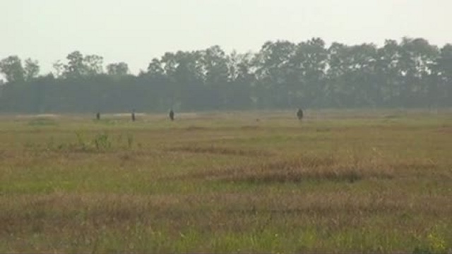 курцхаар Кэри