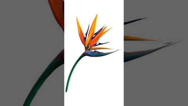 Цветок Райская птица  Сибирское здоровье