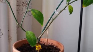 Кардинальная обрезка лимона Мейера. Жирные пятна  / My Meyer lemon. Cutting off all of the brunches