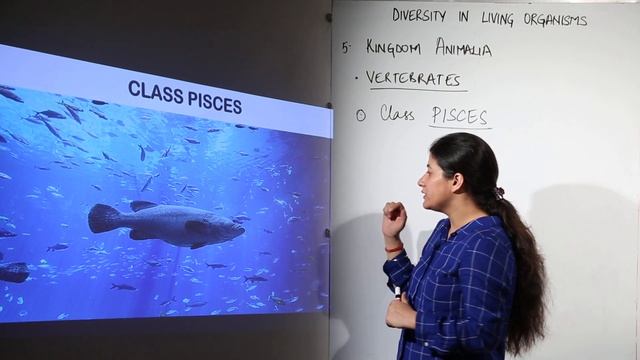 CBSE CLASS 9 - BIOLOGY - Chapter 2 - Kingdom Animalia - 11 vertebrates pisces смотреть онлайн