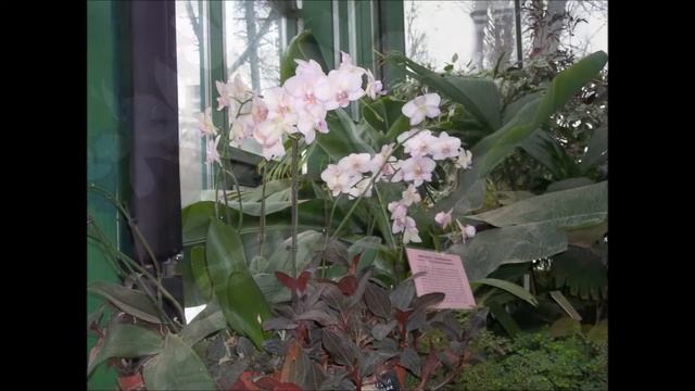 Орхидеи и Вивальди... смотреть онлайн