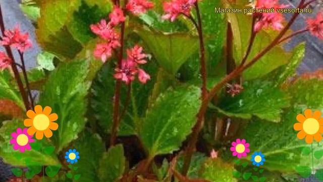 Мукдения гибридная Нова Флейм. Краткий обзор, описание характеристик mukdenia hybrida Nova Flame смотреть онлайн