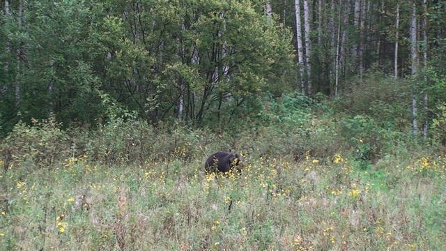 Медведь на кормёжке смотреть онлайн