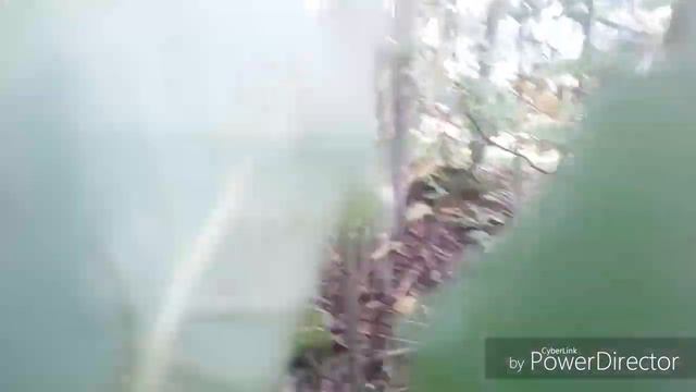 Сталк на остров Кронштадт. Вторая поездка. смотреть онлайн