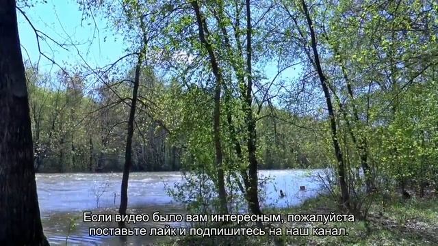 Что подарить попугаю на Новый год? смотреть онлайн