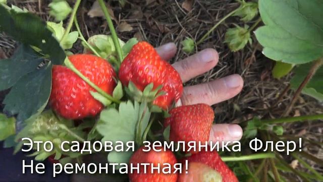 Не поленилась и вырастила 12 сортов земляники садовой смотреть онлайн