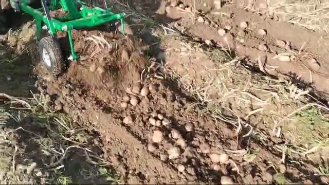 Минитрактор КМЗ-012 + хорошая картофелекопалка. смотреть онлайн