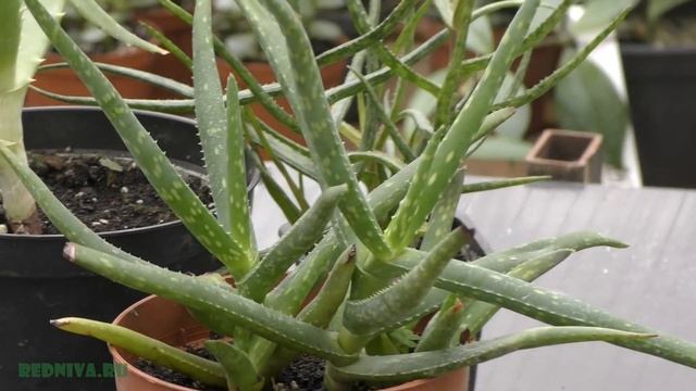 Алоэ - виды и уход.