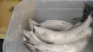 СКУМБРИЯ провесная.mp4