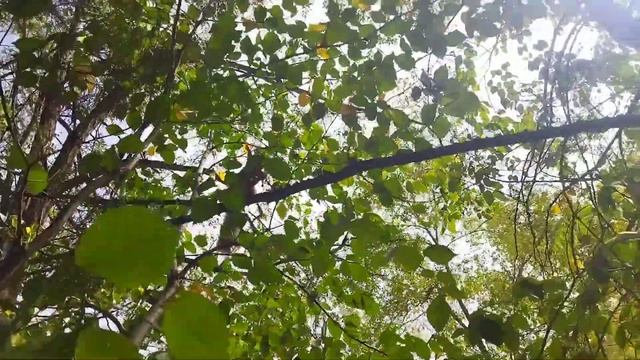 Сушёный гриб для белочки?️dried mushroom for squirrels смотреть онлайн