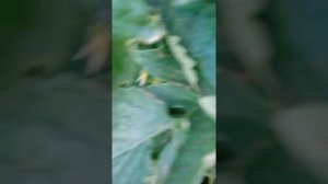 помидор CA 911 от Green time