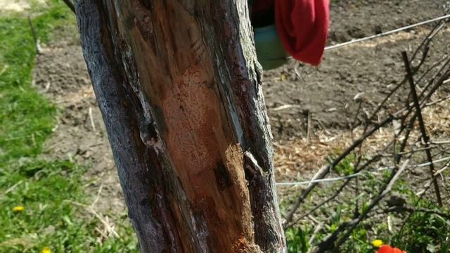 Как правильно и чем обрабатывать спилы,срезы и раны на плодовых деревьях? смотреть онлайн