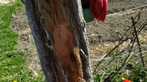 Как правильно и чем обрабатывать спилы,срезы и раны на плодовых деревьях?