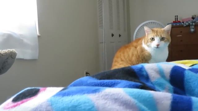 Cat Wakes Me Up With Authority смотреть онлайн