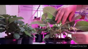 черенкование гортензии крупнолистной.