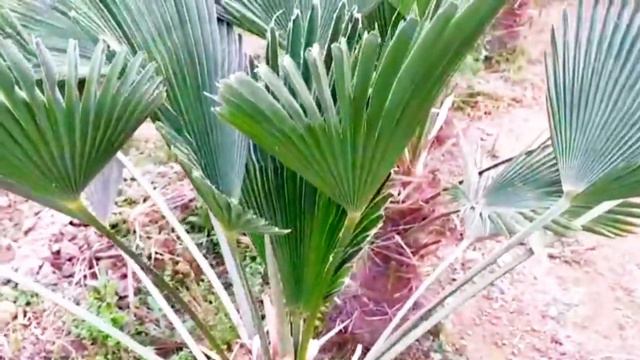 🌴🍁вагнар 🌴🍁палма🌴🍁 смотреть онлайн