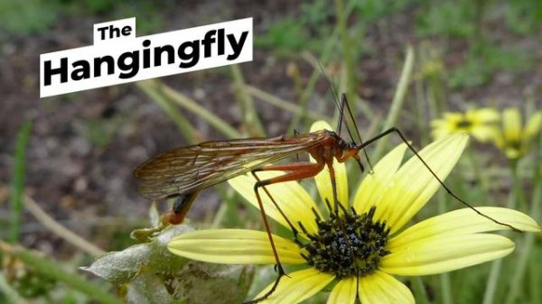 Top 10 Animals With The Most Unusual Mating Tactics ➡ Weird Animal Mating Rituals