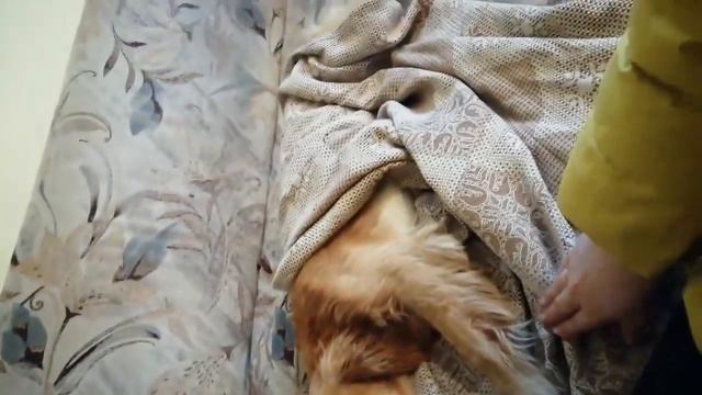 В Югре появился свой Хатико. Пес несколько месяцев ждал своих хозяев, не уходя с места смотреть онлайн