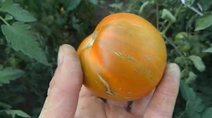 Томат Козула 179. Созревание плодов.