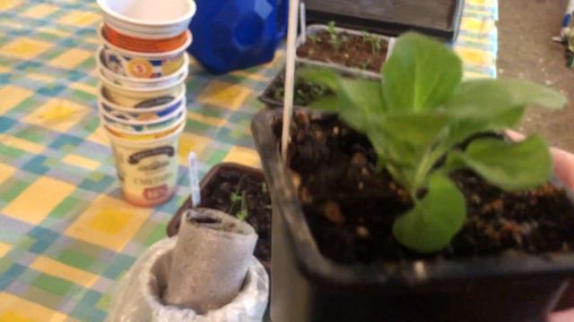 Пикировка каждый день #садсвоимируками #садоводство #пикировкарассады смотреть онлайн