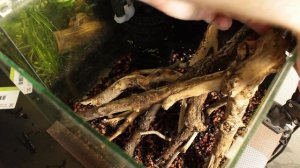 Редизайн аквариума на 20 литров. Коряги и немного растений