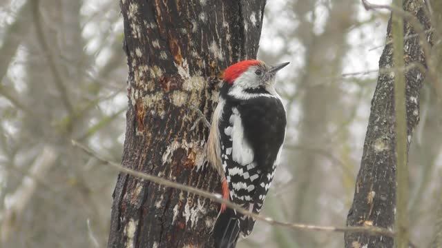 Средний пёстрый дятел. Самка и самец ( Leiopicus medius ) смотреть онлайн