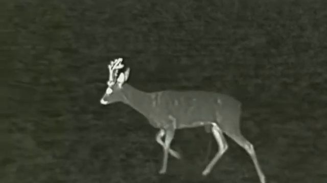 Infiray cabin cbl 25 test video - roe deer about 20-40 meters смотреть онлайн
