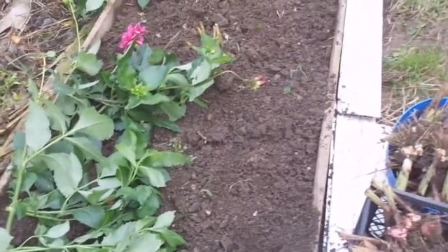 Как выкопать ,высушить и хранить гладиолусы. смотреть онлайн