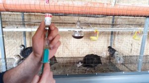 Вакцинация цыплят ЛА СОТА