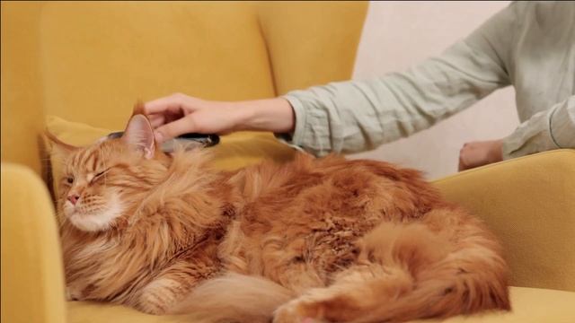 TOP 5 CAT BREEDS| INDIA| 2022 #persian cat #himalayan cat breed #bombay cat breed #maine coon ca смотреть онлайн