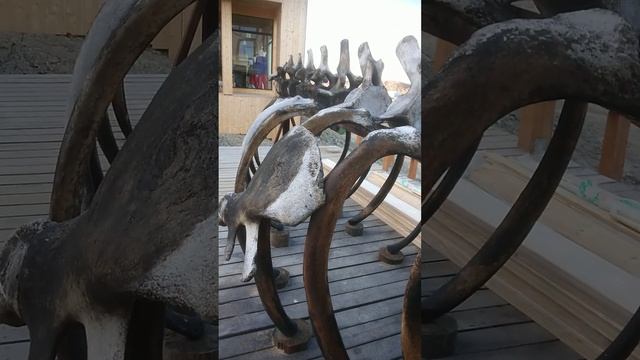 Кашалот в Териберке смотреть онлайн