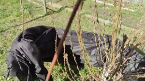 Спасаю персик от заморозков - Часть 2