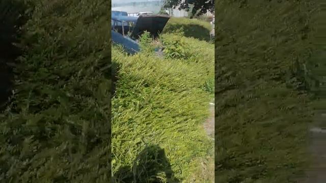 опель кадет, не бит, не крашен