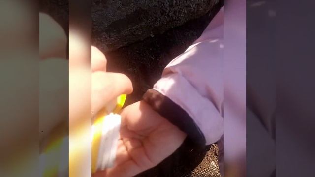 Посадка петрушки весной с ребенком