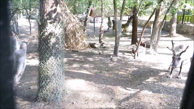 Северные олени и гималайские тары 02.07.2020 смотреть онлайн