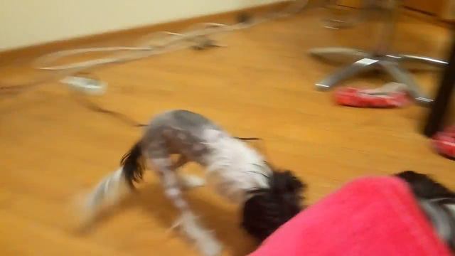 китайские хохлатые *2 смотреть онлайн