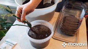 Как сохранить розы из коробки, до посадки в открытый грунт