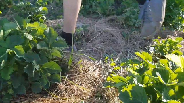 Клубника Фестивальная! Обзор! Печальный опыт! смотреть онлайн