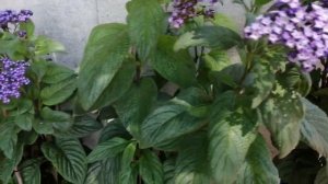 Гелиотроп- растение не для меня