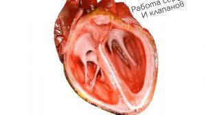 Работа сердца и клапанов