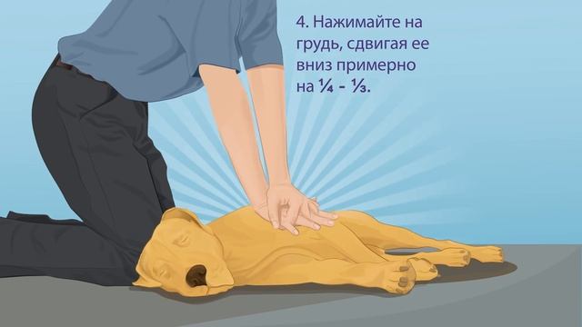 Важно! Что делать, если собаке плохо. 6 Простых приемов смотреть онлайн