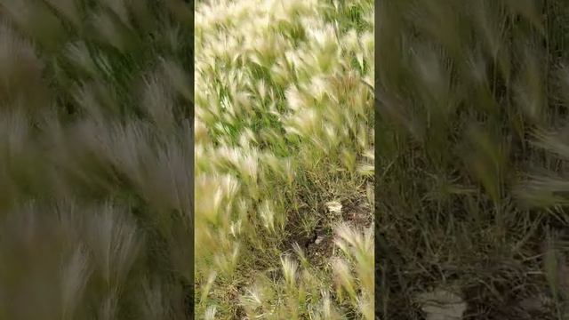 Красивый сорняк смотреть онлайн